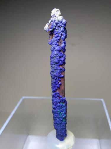 Azurite, Malachite, Quartz<br />M'Cissi, Alnif Commune, Tinghir Province, Drâa-Tafilalet Region, Morocco<br />70 x 11 mm<br /> (Author: Sante Celiberti)