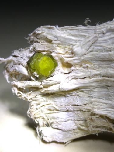 Andradita (variedad demantoide), Asbesto<br />Campo Franscia, Lanzada, Malenco Valley (Valmalenco), Sondrio Province, Lombardy, Italy<br />80 x 32 mm<br /> (Autor: Sante Celiberti)