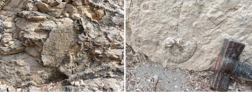 En las fracturas de los sedimentos a veces se forman cristalizaciones de calcita (izquierda). También se pueden encontrar fósiles, a la derecha un ammonite. Ahí se quedó para que la erosión siga su curso, la recogida de fósiles está completamente prohibida en Catalunya. (Autor: Frederic Varela)