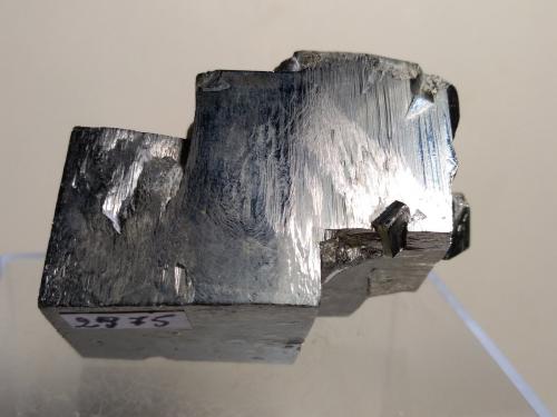 Pyrite<br />Ampliación a Victoria Mine, De Alcarama Range, Navajún, Comarca Cervera, La Rioja, Spain<br />52 x 36 mm<br /> (Author: Sante Celiberti)