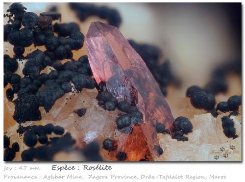 Roselite<br />Aghbar Mine (Arhbar Mine), Bou Azzer mining district, Zagora Province, Drâa-Tafilalet Region, Morocco<br />fov 4.7 mm<br /> (Author: ploum)