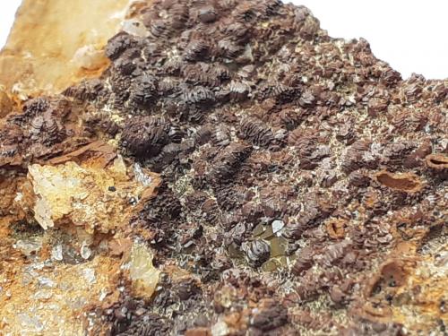 Quartz, limonite after Hematite (variety iron rose)<br />Möseralm, Fiss, Landeck District, North Tyrol, Tyrol/Tirol, Austria<br />6,5 x 4,5 cm<br /> (Author: Volkmar Stingl)