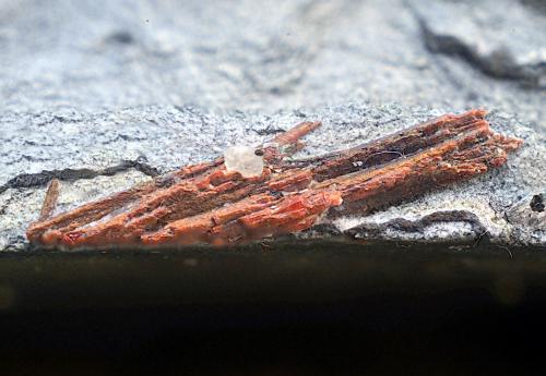 Rejalgar<br />Las Cruces Mine, Gerena-Guillena-Salteras, Comarca Sierra Norte, Seville, Andalusia, Spain<br />Campo de visión de 12 mm<br /> (Autor: Antonio Carmona)