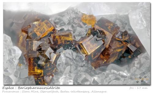 Bariopharmacosiderite<br />Clara Mine, Rankach Valley, Oberwolfach, Wolfach, Black Forest, Baden-Württemberg, Germany<br />fov 1.7 mm<br /> (Author: ploum)
