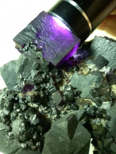 Galena, Fluorite, Sphalerite<br />Denton Mine, Goose Creek Mine group, Harris Creek Sub-District, Hardin County, Illinois, USA<br />92 x 90 mm<br /> (Author: Sante Celiberti)