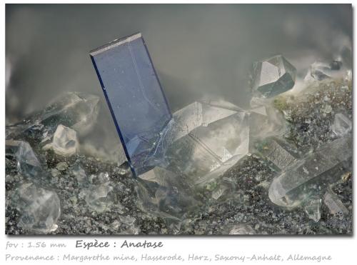 Anatase on Quartz<br />Mina Margarethe, Valle Dränge, Hasserode, Wernigerode, Harz, Sajonia-Anhalt/Sachsen-Anhalt, Alemania<br />fov 1.56 mm<br /> (Author: ploum)