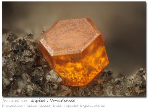 Vanadinite<br />Taouz, Provincia Er Rachidia, Región Drâa-Tafilalet, Marruecos<br />fov 1.30 mm<br /> (Author: ploum)