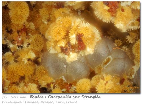 Cacoxenite on Strengite<br />Fumade, Castelnau-de-Brassac, Tarn, Occitanie, France<br />fov 1.57 mm<br /> (Author: ploum)