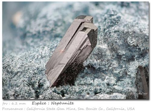 Neptunite<br />California State Gem Mine (Benitoite Gem Mine), San Benito River headwaters area, Santa Rita Peak, New Idria District, San Benito County, California, USA<br />fov 6.2 mm<br /> (Author: ploum)