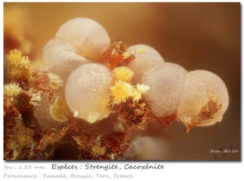 Strengite and Cacoxenite<br />Fumade, Castelnau-de-Brassac, Tarn, Occitanie, France<br />fov 1.35 mm<br /> (Author: ploum)