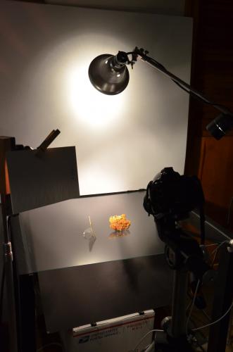 _photo setup<br /><br /><br /> (Author: Michael Shaw)