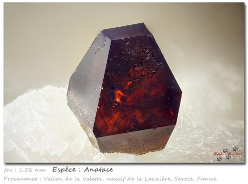 Anatase<br />Vallon de la Valette, Macizo La Lauzière, Saint-Jean-de-Maurienne, Saboya, Auvergne-Rhône-Alpes, Francia<br />fov 1.56 mm<br /> (Author: ploum)