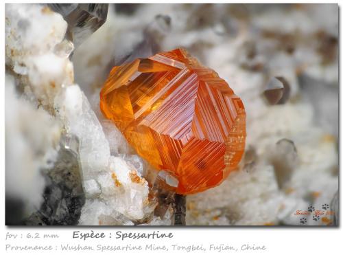 Spessartine<br />Wushan Spessartine prospects, Tongbei, Yunxiao, Zhangzhou Prefecture, Fujian Province, China<br />fov 6.2 mm<br /> (Author: ploum)