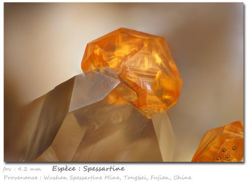 Spessartine<br />Catas Spessartina Wushan, Tongbei, Yunxiao, Prefectura Zhangzhou, Provincia Fujian, China<br />fov 4.2 mm<br /> (Author: ploum)