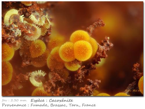 Cacoxenite<br />Fumade, Castelnau-de-Brassac, Tarn, Occitanie, France<br />fov 2.30 mm<br /> (Author: ploum)