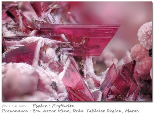 Erythrite<br />Minas Bou Azzer, distrito minero Bou Azzer, Provincia Ouarzazate, Región Drâa-Tafilalet, Marruecos<br />fov 4.6 mm<br /> (Author: ploum)
