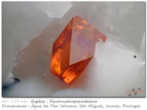 Fluornatropyrochlore<br />Volcán Água de Pau, Água de Pau, Municipio Lagoa, Isla San Miguel, Región Autónoma de las Azores, Portugal<br />fov 1.24 mm<br /> (Author: ploum)
