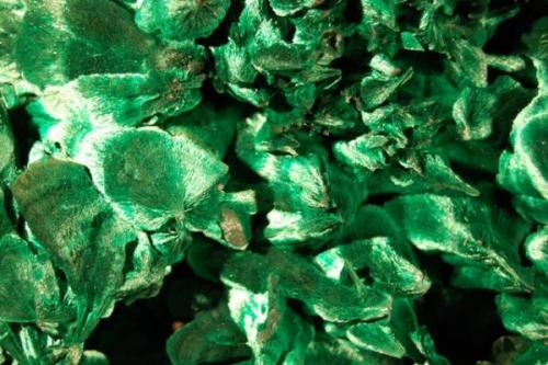 close up of sprays of  velvety malachite. (Author: Gail)