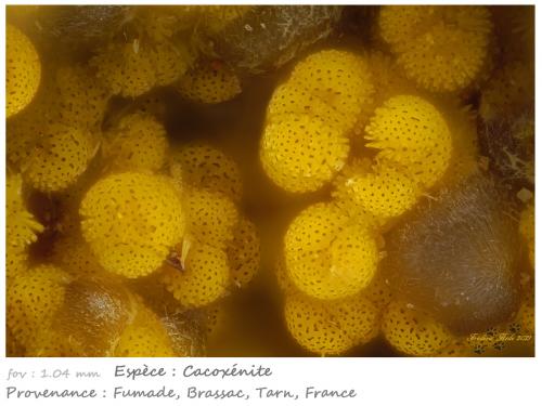 Cacoxenite<br />Fumade, Castelnau-de-Brassac, Tarn, Occitanie, France<br />fov 1.04 mm<br /> (Author: ploum)