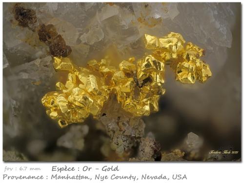 Gold<br />Manhattan, Manhattan District, Nye County, Nevada, USA<br />fov 6.7 mm<br /> (Author: ploum)
