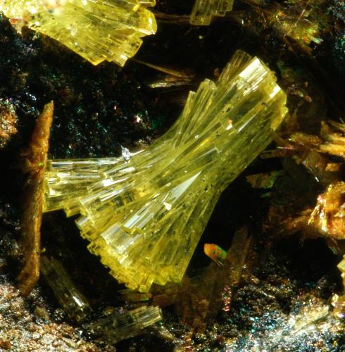 Nealite<br />Mazarrón, Comarca Alto Guadalentín, Región de Murcia (Murcia), España<br />FOV 3.8 mm.<br /> (Author: Rewitzer Christian)