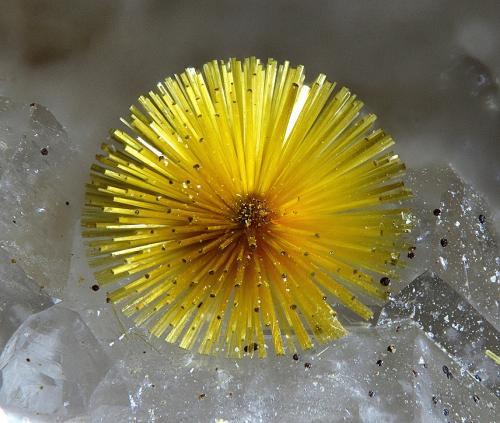 Cacoxenite<br />La Paloma Mine, Zarza la Mayor, Mancomunidad Rivera de Fresnedosa, Cáceres, Extremadura, Spain<br />FOV 1.4 mm.<br /> (Author: Rewitzer Christian)