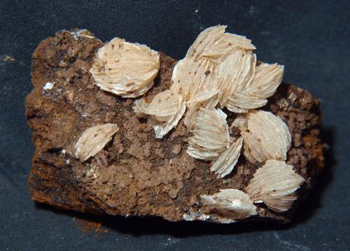 Barita<br />Sierra de Enmedio, Almendricos, Lorca, Comarca Alto Guadalentín, Región de Murcia (Murcia), España<br />6.5 x 3.5 cm<br /> (Autor: Pedro Antonio)