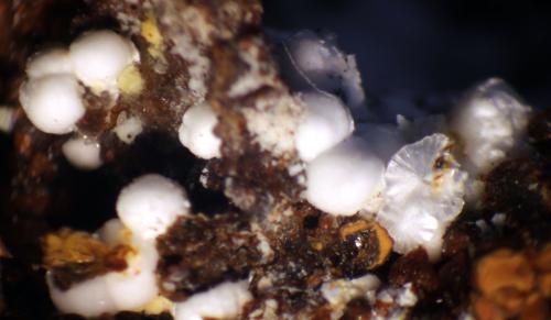 Alumohidrocalcita<br />Elvira Mine, Rocabruna, Bruguers, Gavà, Comarca Baix Llobregat, Barcelona, Catalonia / Catalunya, Spain<br />+-2 mm<br /> (Autor: José Luis Zamora)