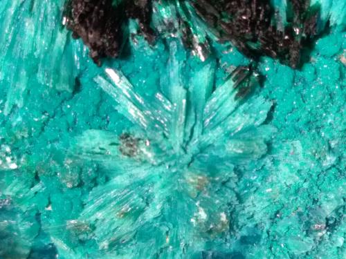 Atacamite, Libethenite, Pseudomalachite<br />La Farola Mine, Cerro Pintado, Las Pintadas District, Tierra Amarilla, Copiapó Province, Atacama Region, Chile<br />78 x 44 mm<br /> (Author: Sante Celiberti)