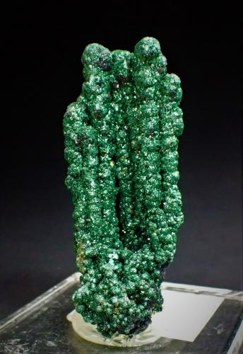 Malachite<br />Katanga Copper Crescent, Katanga (Shaba), Democratic Republic of the Congo (Zaire)<br />63 mm x 28 mm<br /> (Author: Don Lum)