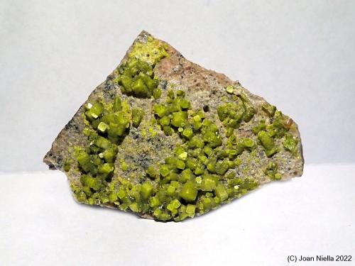 Autunita<br />Sabugal, Distrito Guarda, Región Centro, Portugal<br />33 x 30 mm<br /> (Autor: Joan Niella)