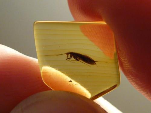 Baltic amber
2cm (Author: parfaitelumiere)