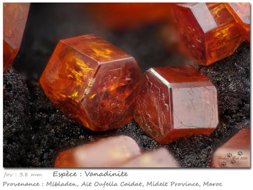 Vanadinite<br />Mibladen (distrito minero Mibladen), Midelt, Provincia Midelt, Región Drâa-Tafilalet, Marruecos<br />fov 3.8 mm<br /> (Author: ploum)