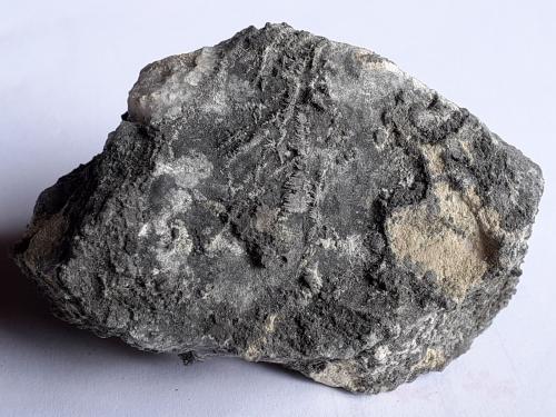 Silver<br />Distrito Schlema-Hartenstein, Erzgebirgskreis, Sajonia/Sachsen, Alemania<br />7 x 4,5 cm<br /> (Author: Volkmar Stingl)
