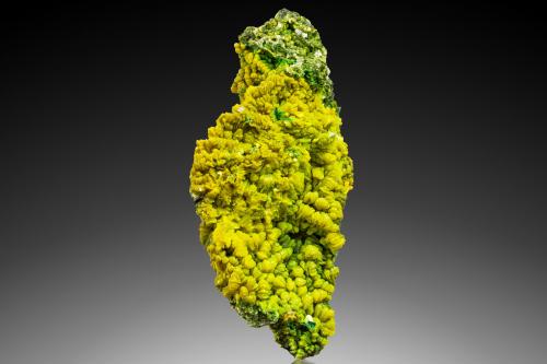 Autunite and Metaautunite<br />Senhora da Assunção Mine, Aldeia Nova, Ferreira de Aves, Sátão, Viseu District, Portugal<br />17 x 11.5 x 8 cm<br /> (Author: MIM Museum)