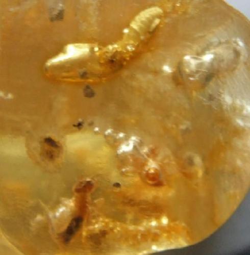 Baltic Amber with what look like small termites FOV 20mm (Author: nurbo)