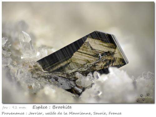 Brookite on Quartz<br />Jarrier, Saint-Jean-de-Maurienne, Savoie, Auvergne-Rhône-Alpes, France<br />fov 9.1 mm<br /> (Author: ploum)