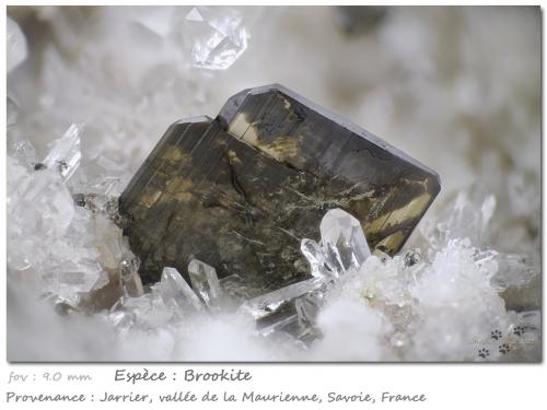 Brookite on Quartz<br />Jarrier, Saint-Jean-de-Maurienne, Savoie, Auvergne-Rhône-Alpes, France<br />fov 9.0 mm<br /> (Author: ploum)