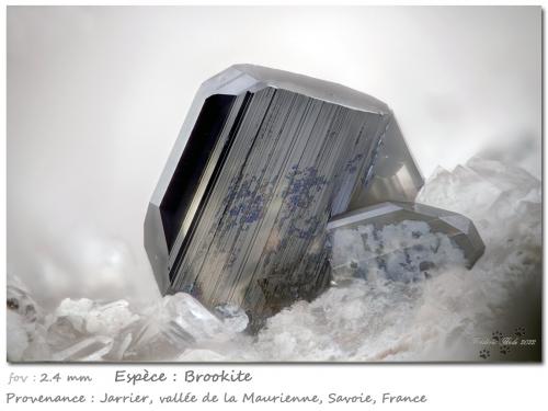 Brookite on Quartz<br />Jarrier, Saint-Jean-de-Maurienne, Savoie, Auvergne-Rhône-Alpes, France<br />fov 2.4 mm<br /> (Author: ploum)