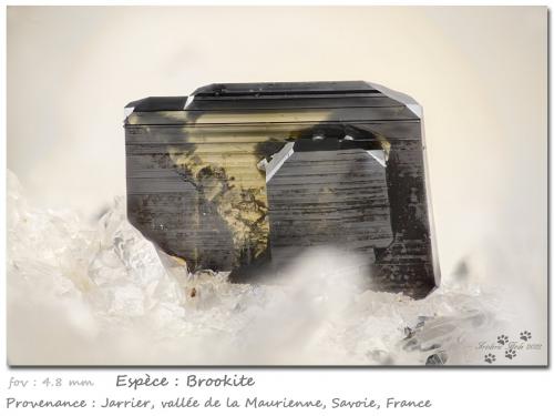 Brookite on Quartz<br />Jarrier, Saint-Jean-de-Maurienne, Savoie, Auvergne-Rhône-Alpes, France<br />fov 4.8 mm<br /> (Author: ploum)