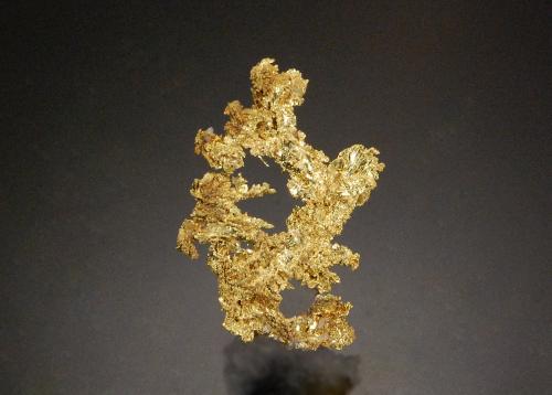 Gold<br />Los Delirios claim, Delirios III cut, Municipio Vetas, Soto Province, Santander Department, Colombia<br />2.0 x 1.4 cm<br /> (Author: Michael Shaw)