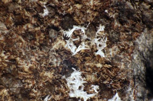Cotunnita<br />Complesso Somma-Vesuvio, Ciudad metropolitana de Nápoles, Campania, Italia<br />< 1 mm<br /> (Autor: José Luis Zamora)