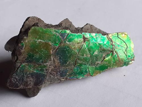 Aragonite (variety ammolite)<br />Lethbridge, Alberta, Canada<br />4 x 1,7 cm<br /> (Author: Volkmar Stingl)