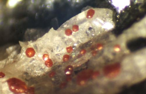 Zirconolita<br />Le Novelle Quarry, Ercolano, Monte Somma, Somma-Vesuvius Complex, Metropolitan City of Naples, Campania, Italy<br />< 1 mm<br /> (Autor: José Luis Zamora)