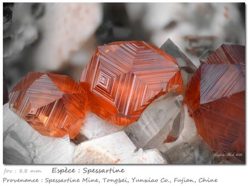 Spessartine<br />Catas Spessartina Wushan, Tongbei, Yunxiao, Prefectura Zhangzhou, Provincia Fujian, China<br />fov 8.8 mm<br /> (Author: ploum)