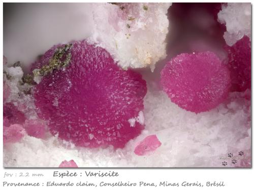 Variscite<br />Boa Vista (Eduardo) Mine, Conselheiro Pena, Vale do Rio Doce, Minas Gerais, Brazil<br />fov 2.2 mm<br /> (Author: ploum)