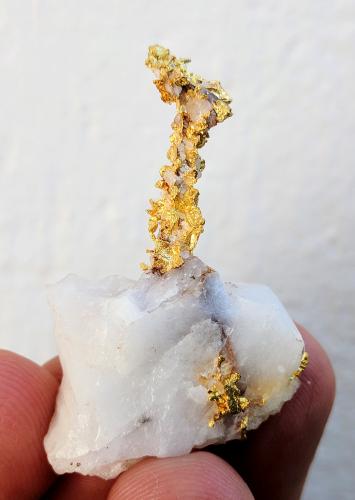 Oro, Cuarzo<br />Aouint Ighoman, Provincia Assa-Zag, Región Guelmim-Oued Noun, Marruecos<br />3,3 x 2,5 x 1,5 cm<br /> (Autor: carles)