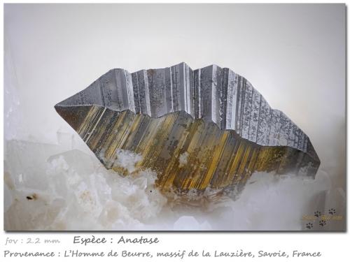 Anatase<br />L'Homme de Beurre, La Lauzière Massif, Saint-Jean-de-Maurienne, Savoie, Auvergne-Rhône-Alpes, France<br />fov 2.2 mm<br /> (Author: ploum)