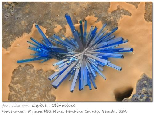 Clinoclase<br />Majuba Hill Mine, Antelope District, Pershing County, Nevada, USA<br />fov 1.25 mm<br /> (Author: ploum)