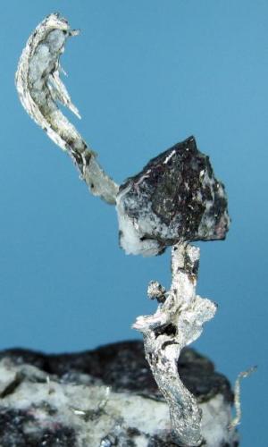 Native silver
Huantajalla mine, in the southeast of Uchucchacua area, Oyon, Lima, Peru
77 mm high x 45 mm wide (wire lenght >44 mm)

Close-up view (Author: Carles Millan)